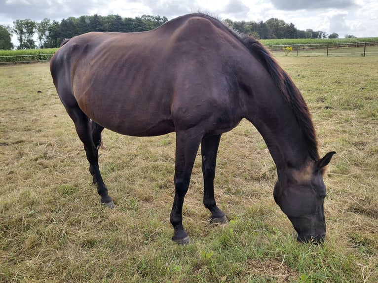 Belgisches Warmblut Stute 21 Jahre 170 cm Rappe in Ieper