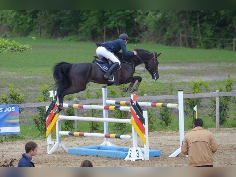 Belgisches Warmblut Stute 21 Jahre 170 cm Rappe in Ieper