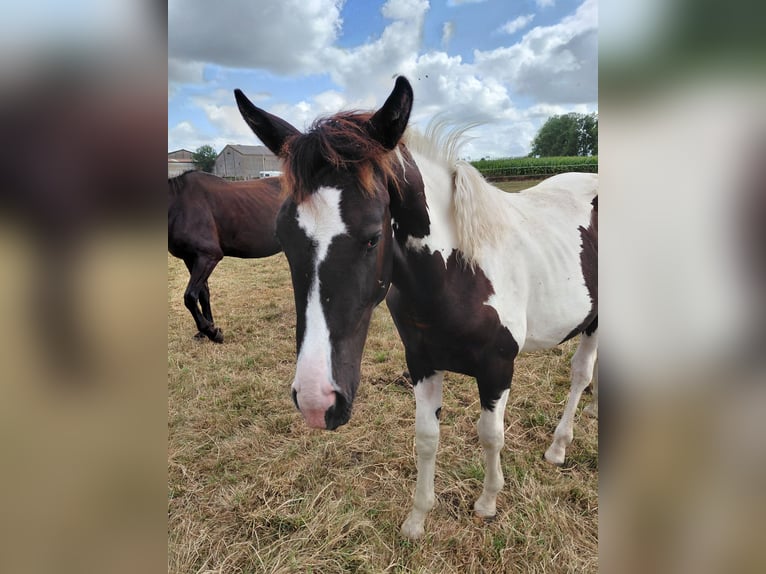 Belgisches Warmblut Stute 21 Jahre 170 cm Rappe in Ieper