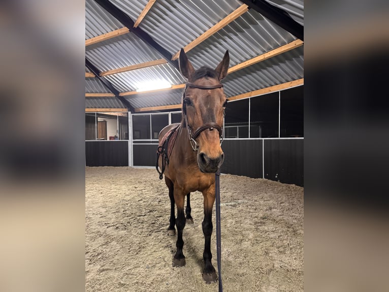 Belgisches Warmblut Stute 21 Jahre Brauner in Hechtel-Eksel