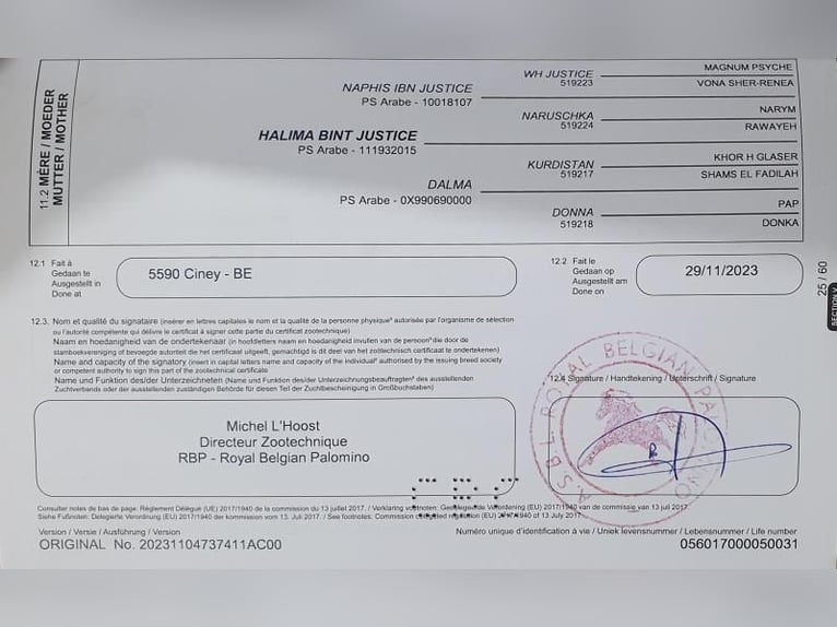 Belgisches Warmblut Stute 2 Jahre 135 cm Palomino in Visz