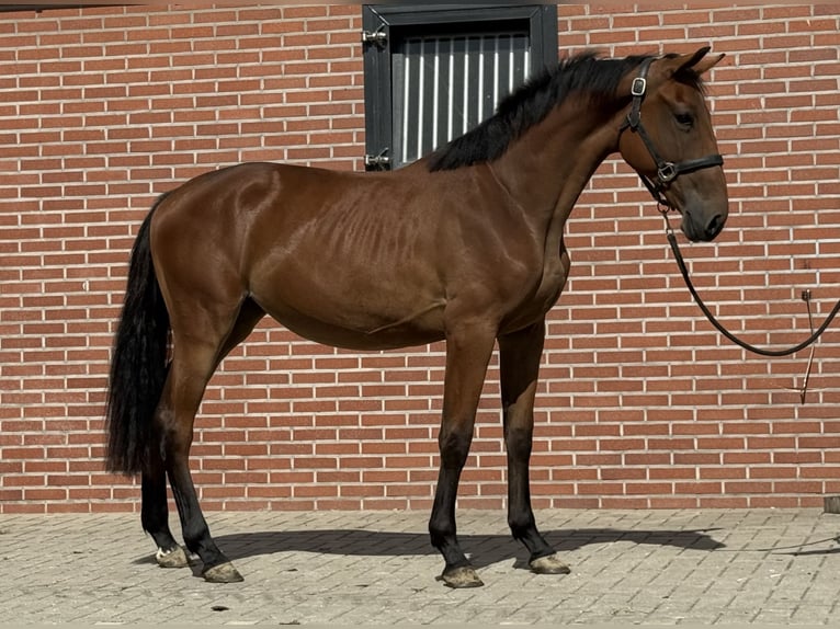 Belgisches Warmblut Stute 2 Jahre 151 cm Brauner in Zieuwent
