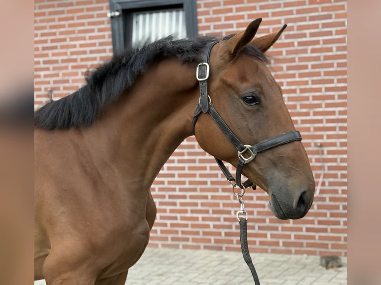 Belgisches Warmblut Stute 2 Jahre 151 cm Brauner in Zieuwent