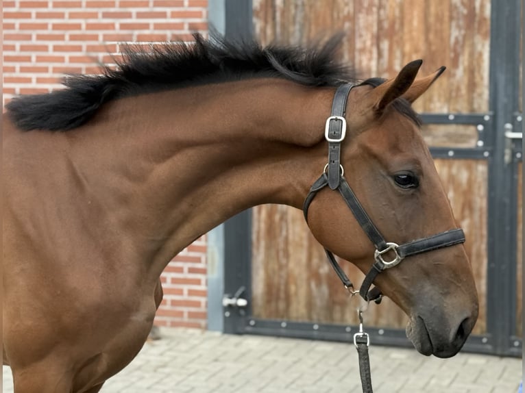 Belgisches Warmblut Stute 2 Jahre 151 cm Brauner in Zieuwent