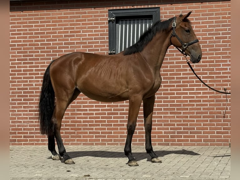 Belgisches Warmblut Stute 2 Jahre 151 cm Brauner in Zieuwent