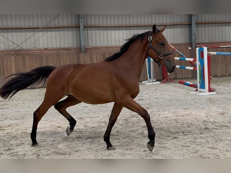 Belgisches Warmblut Stute 2 Jahre 151 cm Brauner in Zieuwent