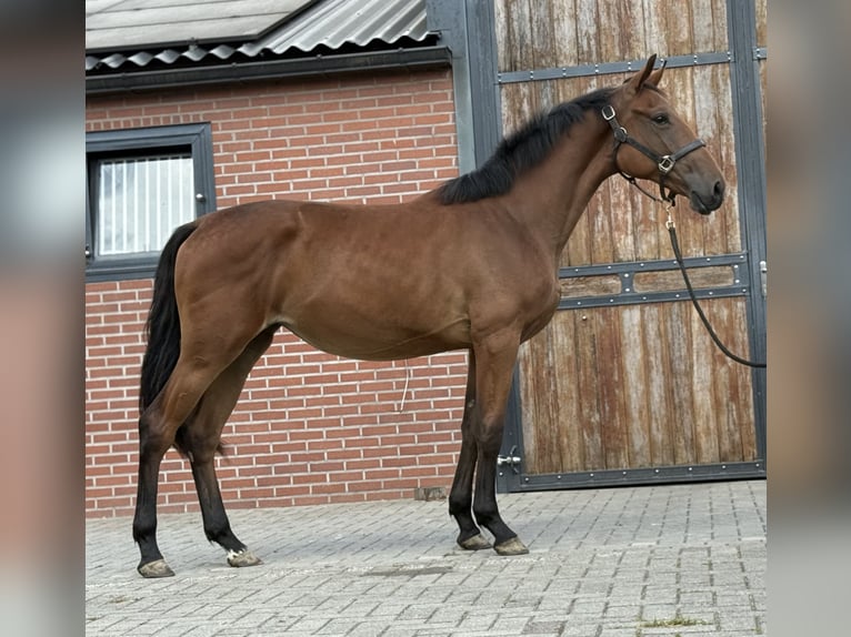Belgisches Warmblut Stute 2 Jahre 151 cm Brauner in Zieuwent