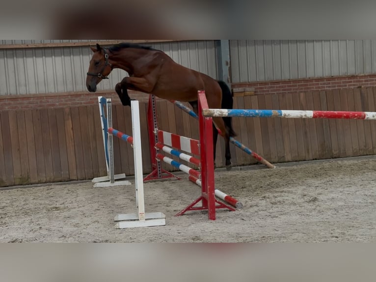 Belgisches Warmblut Stute 2 Jahre 151 cm Brauner in Zieuwent