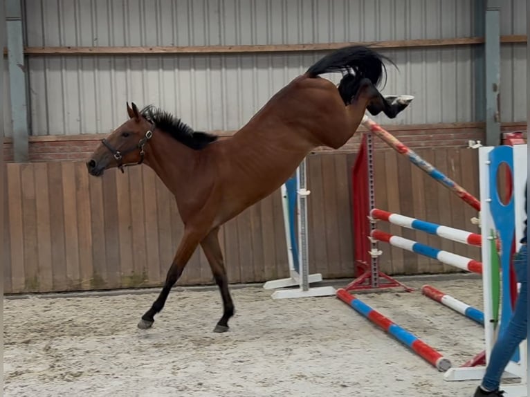 Belgisches Warmblut Stute 2 Jahre 151 cm Brauner in Zieuwent