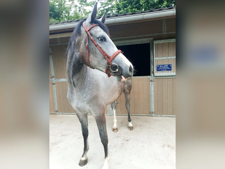 Belgisches Warmblut Stute 2 Jahre 160 cm Schimmel in Passendale