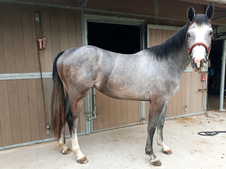 Belgisches Warmblut Stute 2 Jahre 160 cm Schimmel in Passendale