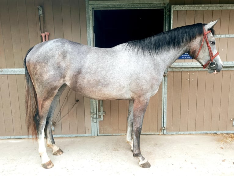 Belgisches Warmblut Stute 2 Jahre 160 cm Schimmel in Passendale