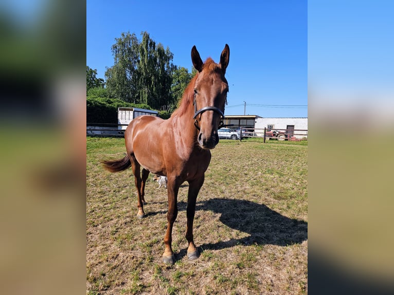 Belgisches Warmblut Stute 2 Jahre 167 cm Dunkelfuchs in Rillaar