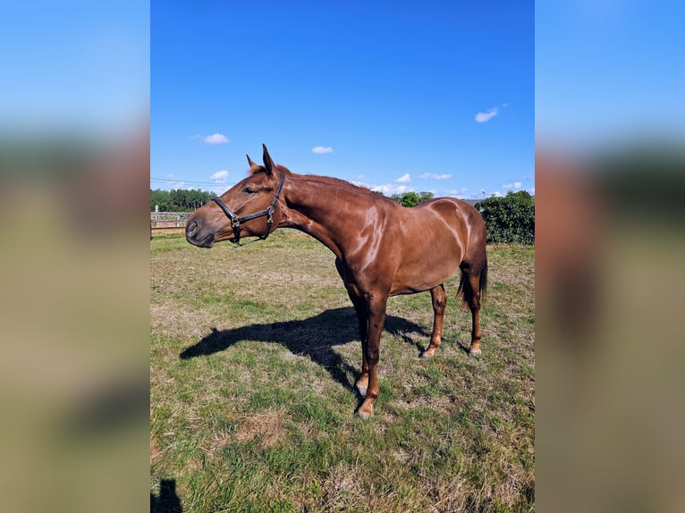 Belgisches Warmblut Stute 2 Jahre 167 cm Dunkelfuchs in Rillaar