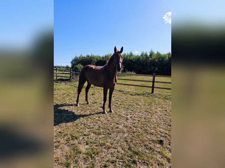 Belgisches Warmblut Stute 2 Jahre 167 cm Dunkelfuchs in Rillaar