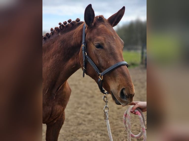 Belgisches Warmblut Stute 2 Jahre 167 cm Dunkelfuchs in Rillaar