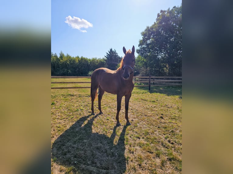 Belgisches Warmblut Stute 2 Jahre 167 cm Dunkelfuchs in Rillaar