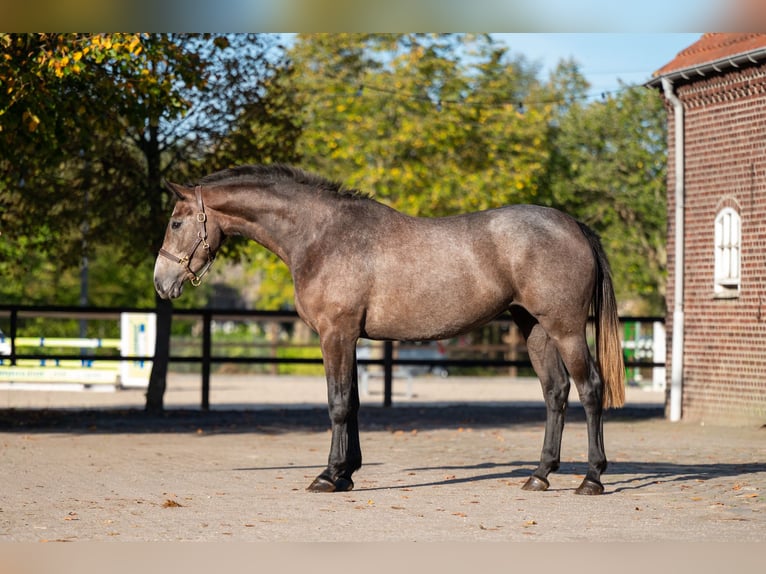 Belgisches Warmblut Stute 2 Jahre 167 cm Schimmel in Kaulille
