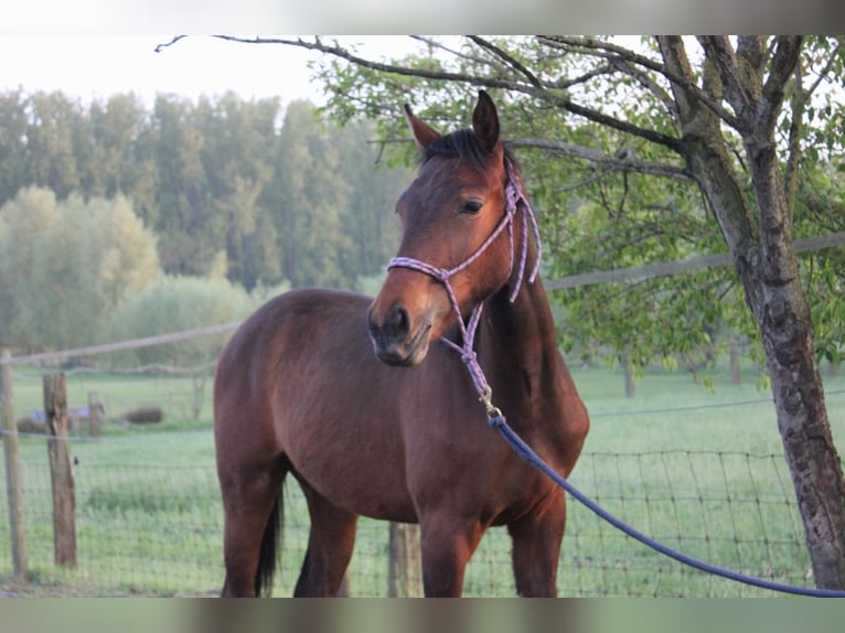 Belgisches Warmblut Stute 2 Jahre 170 cm Brauner in Ieper