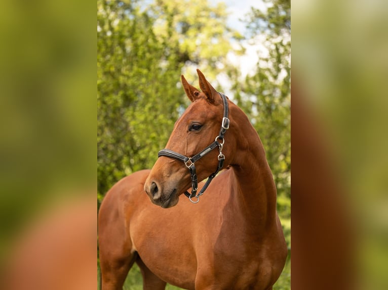 Belgisches Warmblut Stute 2 Jahre 170 cm Fuchs in Moselle