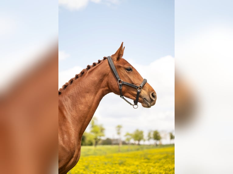 Belgisches Warmblut Stute 2 Jahre 170 cm Fuchs in Moselle