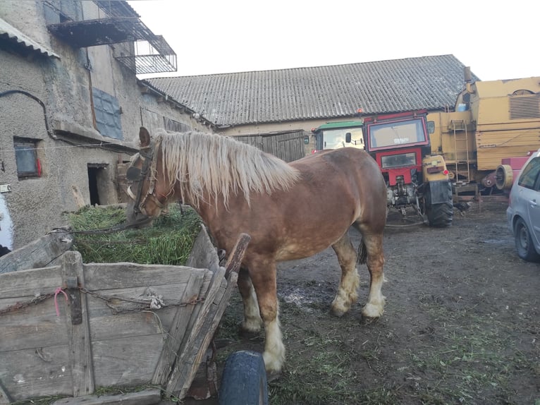 Belgisches Warmblut Mix Stute 2 Jahre Dunkelbrauner in Kamienne brody