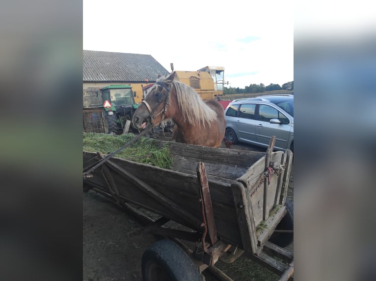 Belgisches Warmblut Mix Stute 2 Jahre Dunkelbrauner in Kamienne brody
