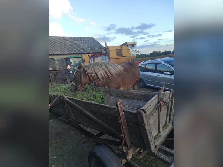 Belgisches Warmblut Mix Stute 2 Jahre Dunkelbrauner in Kamienne brody