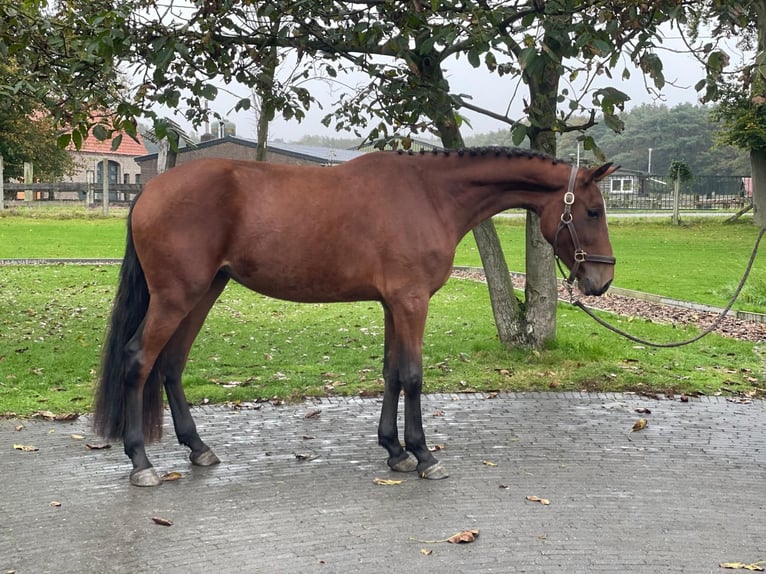 Belgisches Warmblut Stute 3 Jahre 152 cm Brauner in GROTE-BROGEL