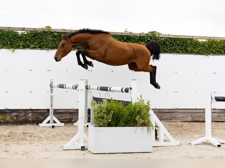 Belgisches Warmblut Stute 3 Jahre 153 cm Rappe in Waddinxveen Belgisches Warmblut Stute 3 Jahre 153 cm Rappe in Waddinxveen
