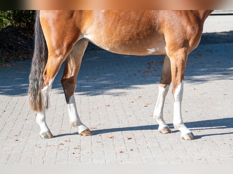 Belgisches Warmblut Stute 3 Jahre 156 cm Brauner in Kaulille