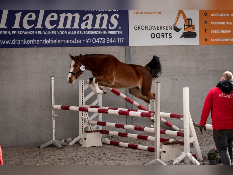 Belgisches Warmblut Stute 3 Jahre 156 cm Brauner in Kaulille