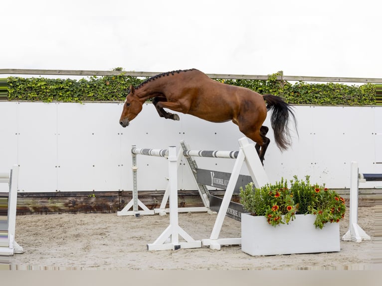 Belgisches Warmblut Stute 3 Jahre 157 cm Brauner in Waddinxveen