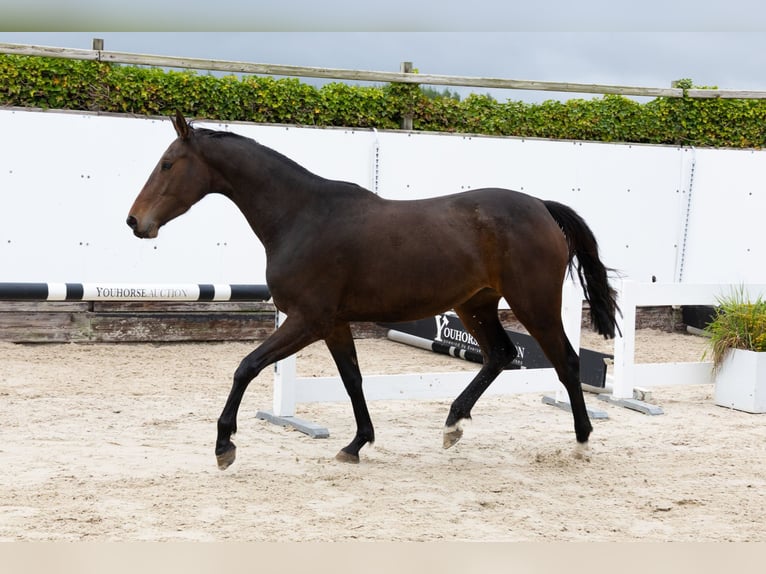 Belgisches Warmblut Stute 3 Jahre 158 cm Dunkelbrauner in Waddinxveen