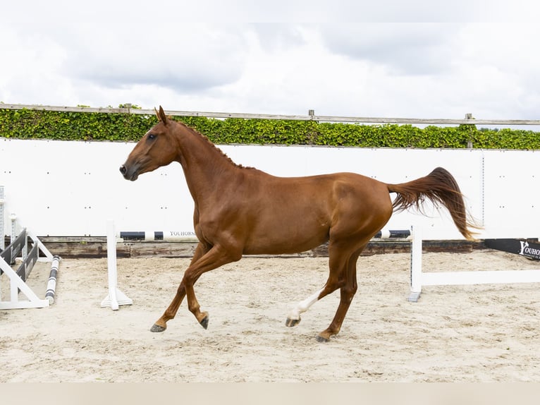 Belgisches Warmblut Stute 3 Jahre 158 cm Fuchs in Waddinxveen