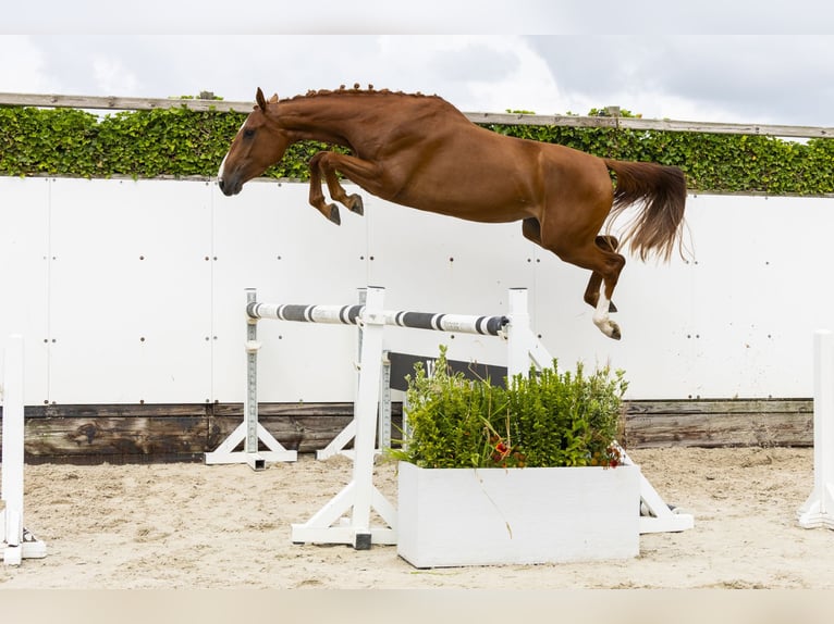 Belgisches Warmblut Stute 3 Jahre 158 cm Fuchs in Waddinxveen