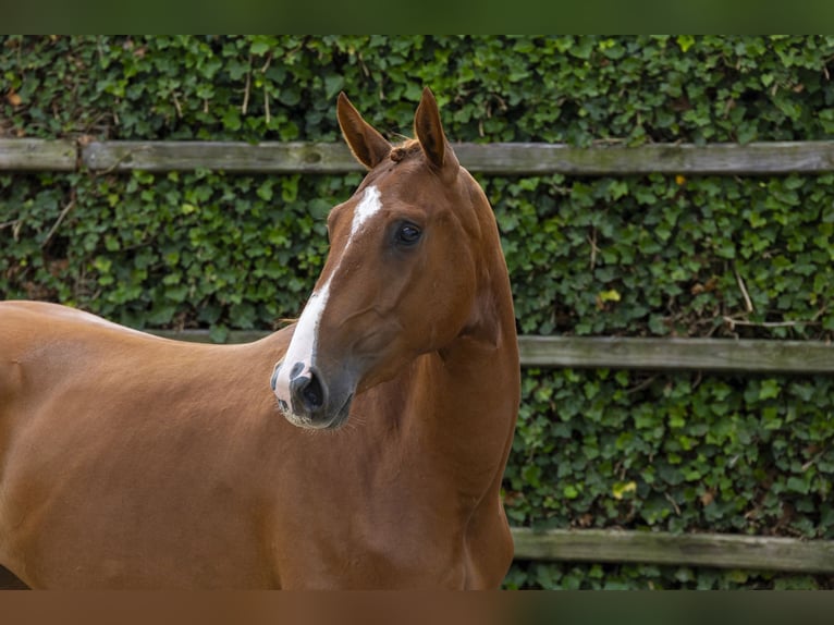 Belgisches Warmblut Stute 3 Jahre 158 cm Fuchs in Waddinxveen