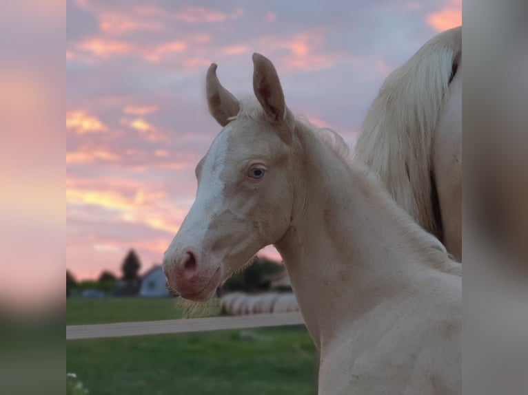 Belgisches Warmblut Stute 3 Jahre 160 cm Cremello in Visz