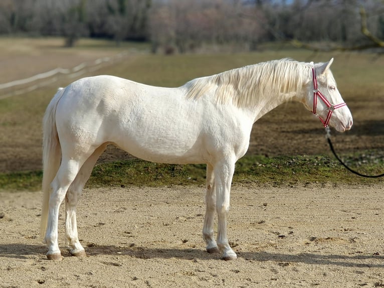 Belgisches Warmblut Stute 3 Jahre 160 cm Cremello in Visz