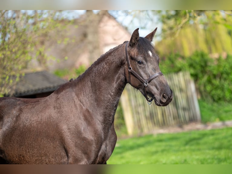 Belgisches Warmblut Stute 3 Jahre 160 cm  in GROTE-BROGEL