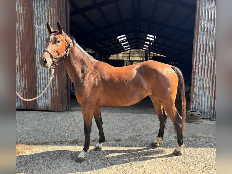 Belgisches Warmblut Stute 3 Jahre 163 cm Brauner in Brecht