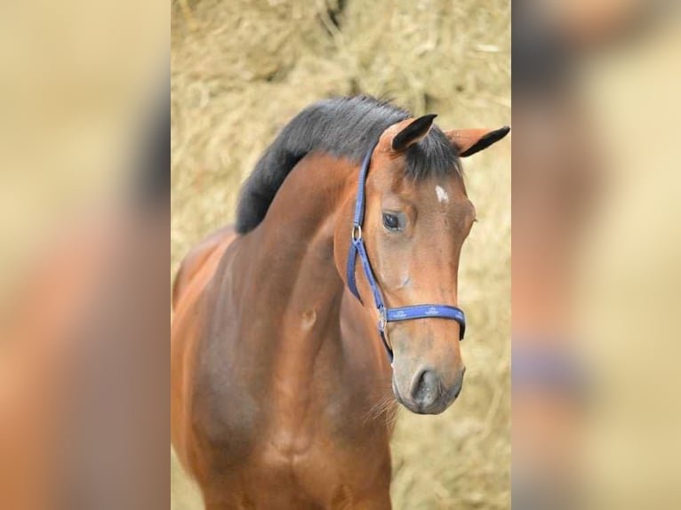 Belgisches Warmblut Stute 3 Jahre 163 cm Rotbrauner in Bladel