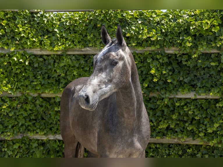 Belgisches Warmblut Stute 3 Jahre 163 cm Schimmel in Waddinxveen