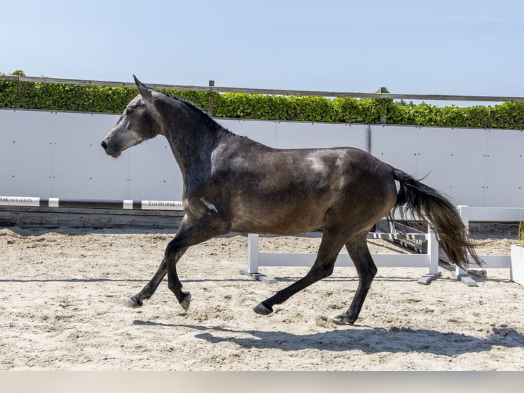 Belgisches Warmblut Stute 3 Jahre 163 cm Schimmel in Waddinxveen