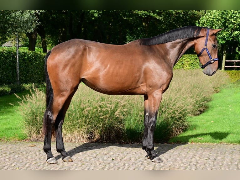 Belgisches Warmblut Stute 3 Jahre 164 cm Dunkelbrauner in Bladel