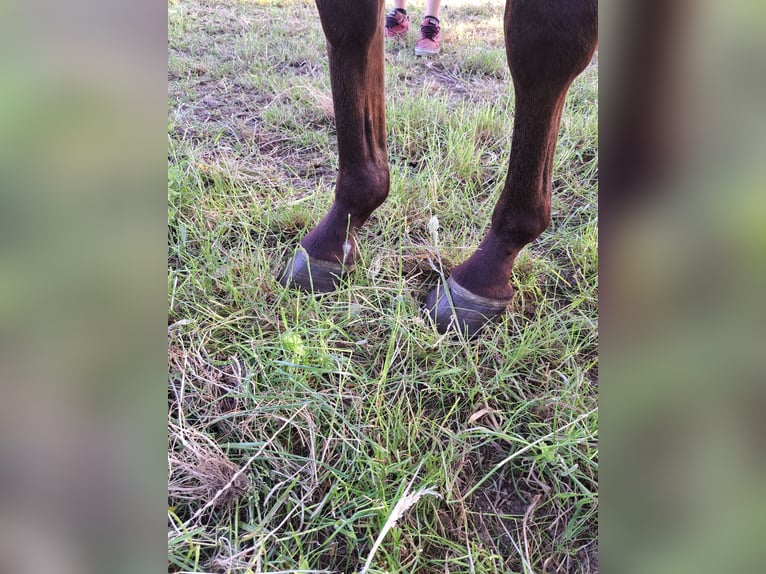 Belgisches Warmblut Stute 3 Jahre 165 cm Brauner in Semmerzake