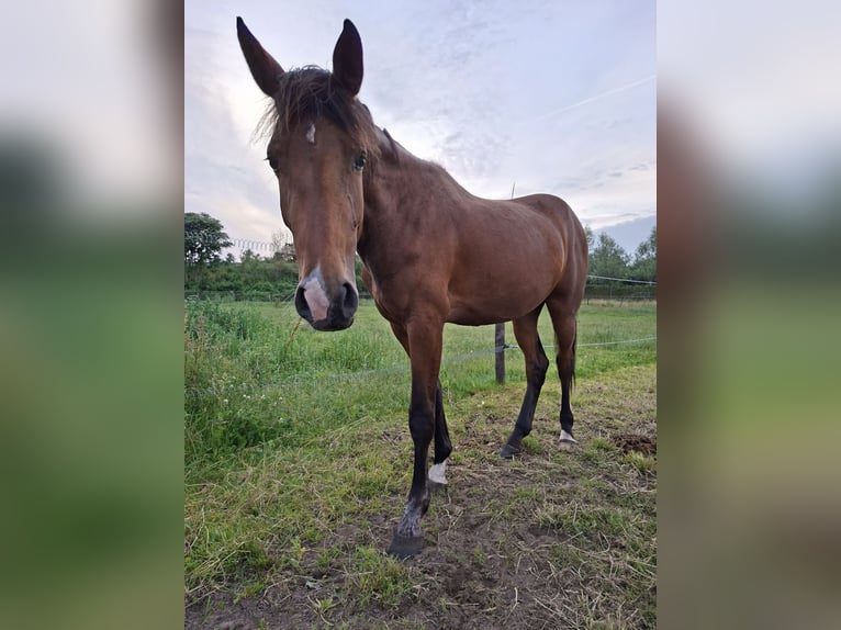 Belgisches Warmblut Stute 3 Jahre 165 cm Brauner in Geel