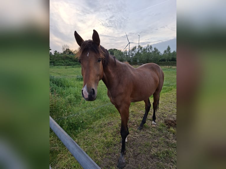 Belgisches Warmblut Stute 3 Jahre 165 cm Brauner in Geel
