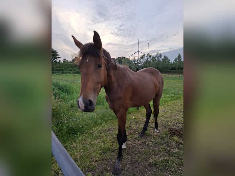 Belgisches Warmblut Stute 3 Jahre 165 cm Brauner in Geel
