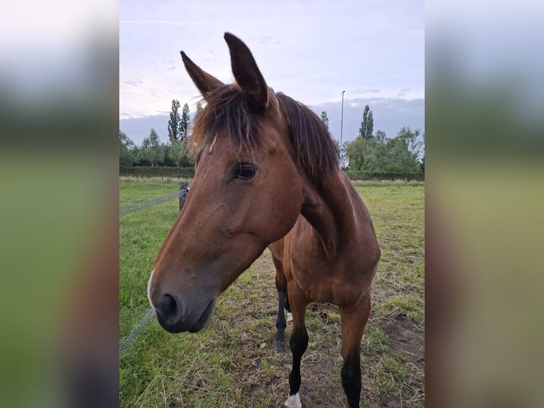 Belgisches Warmblut Stute 3 Jahre 165 cm Brauner in Geel
